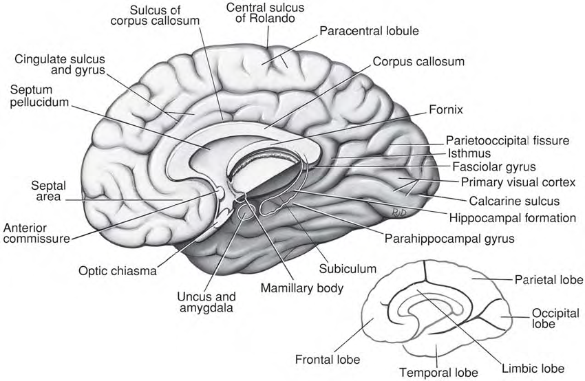 ahwiki - Revision 704: /images/wiki/research/human/01-gross-anatomy 